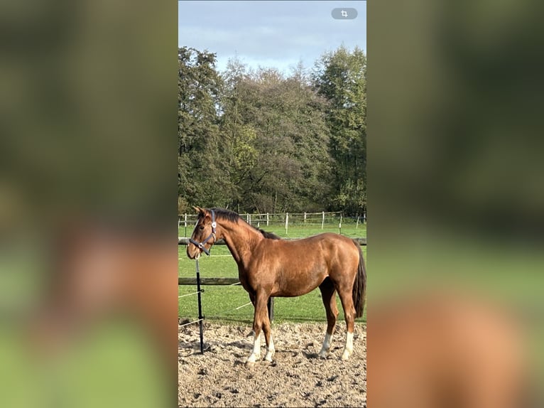 Westphalian Gelding 4 years 16,2 hh Chestnut-Red in Lage