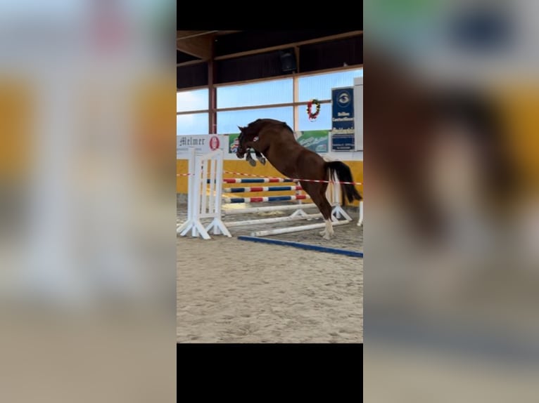 Westphalian Gelding 4 years 16,2 hh Chestnut-Red in Lage