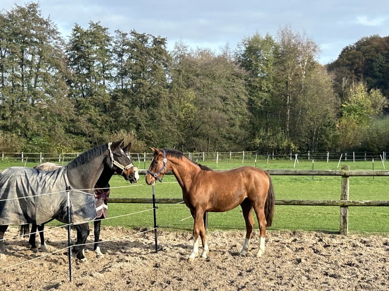 Westphalian Gelding 4 years 16,2 hh Chestnut-Red in Lage