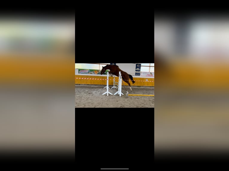 Westphalian Gelding 4 years 16,2 hh Chestnut-Red in Lage