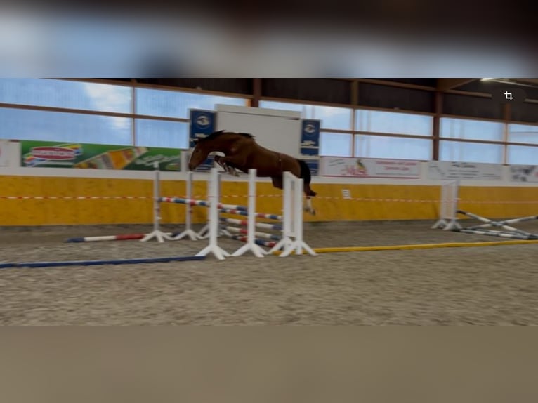 Westphalian Gelding 4 years 16,2 hh Chestnut-Red in Lage