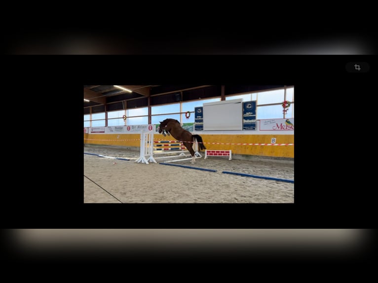 Westphalian Gelding 4 years 16,2 hh Chestnut-Red in Lage