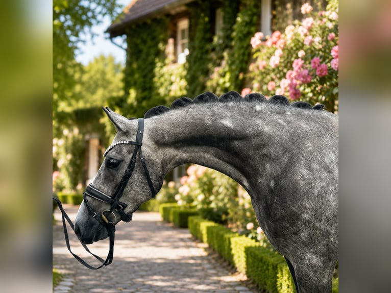Westphalian Gelding 4 years 16.2 hh Grey in Bielefeld