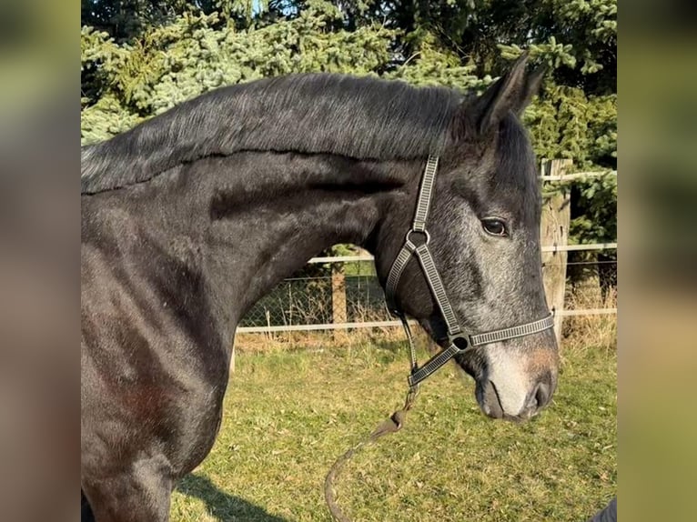 Westphalian Gelding 4 years 16.2 hh Grey in Reichenwalde