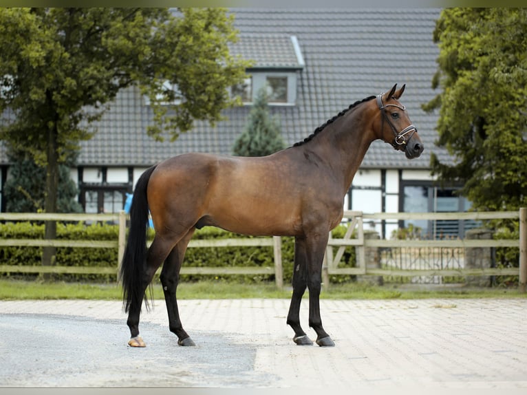 Westphalian Gelding 4 years 16,2 hh Smoky-Black in Recke