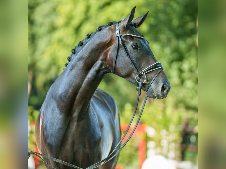 Westphalian Gelding 4 years 16,3 hh Bay-Dark in Münster