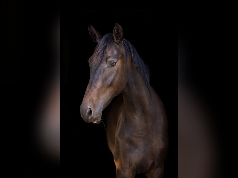 Westphalian Gelding 4 years 16.3 hh Bay-Dark in St Vith