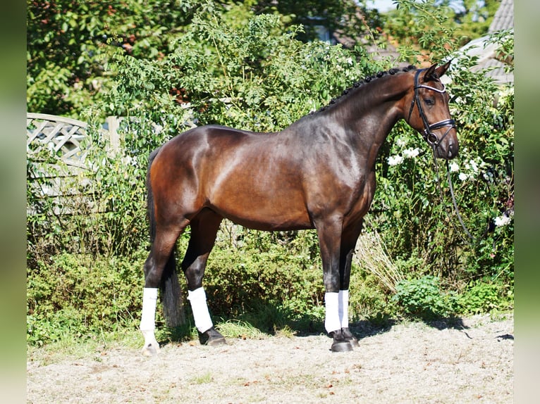 Westphalian Gelding 4 years 16,3 hh Brown in Hohenfelde