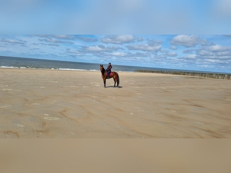 Westphalian Gelding 4 years 16,3 hh Brown in Windeck