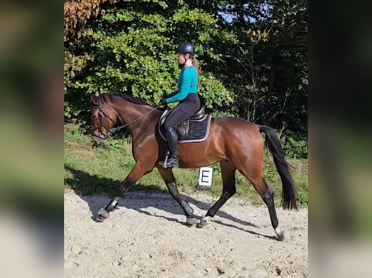 Westphalian Gelding 4 years 16,3 hh Brown in Windeck