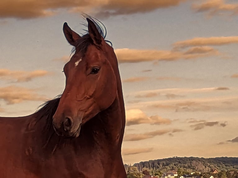 Westphalian Gelding 4 years 16,3 hh Brown in Windeck