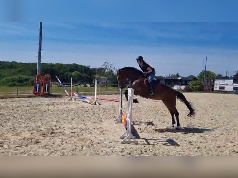 Westphalian Gelding 4 years 16,3 hh Brown in Windeck