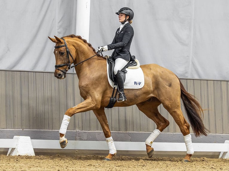 Westphalian Gelding 4 years 16.3 hh Chestnut-Red in Münster-Handorf