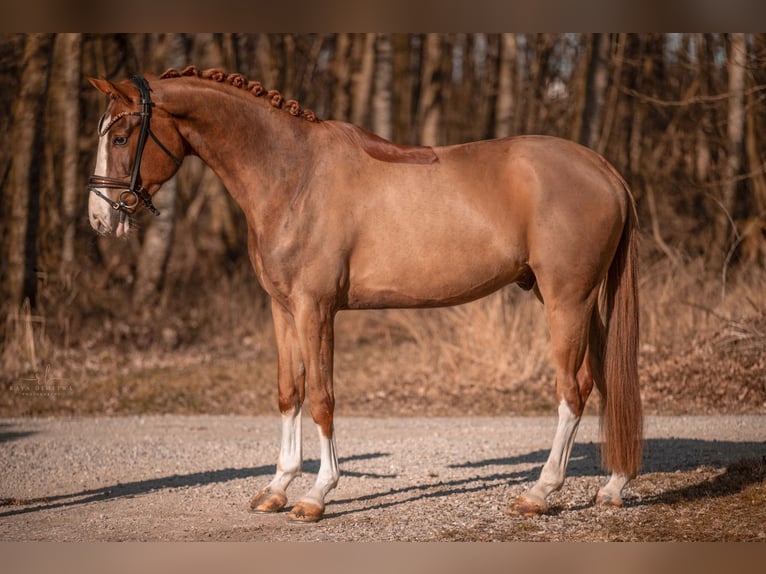 Westphalian Gelding 4 years 16,3 hh in Wehringen