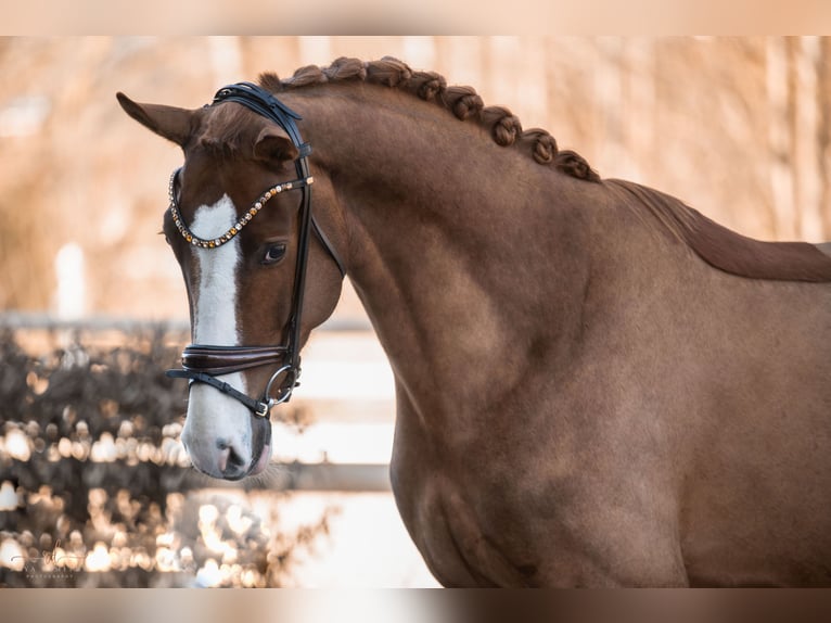 Westphalian Gelding 4 years 16,3 hh in Wehringen