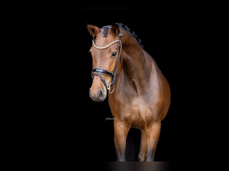 Westphalian Gelding 4 years 16 hh Bay-Dark in Lehrberg