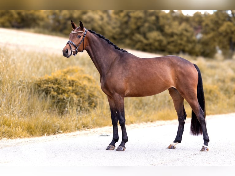 Westphalian Gelding 4 years 16 hh Bay-Dark in Lehrberg
