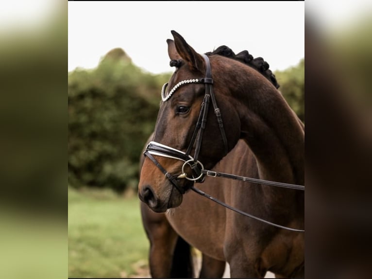 Westphalian Gelding 4 years 16 hh Bay-Dark in Uedem