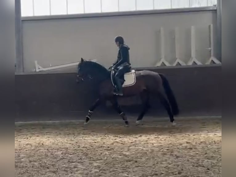 Westphalian Gelding 4 years 16 hh Bay-Dark in Uedem