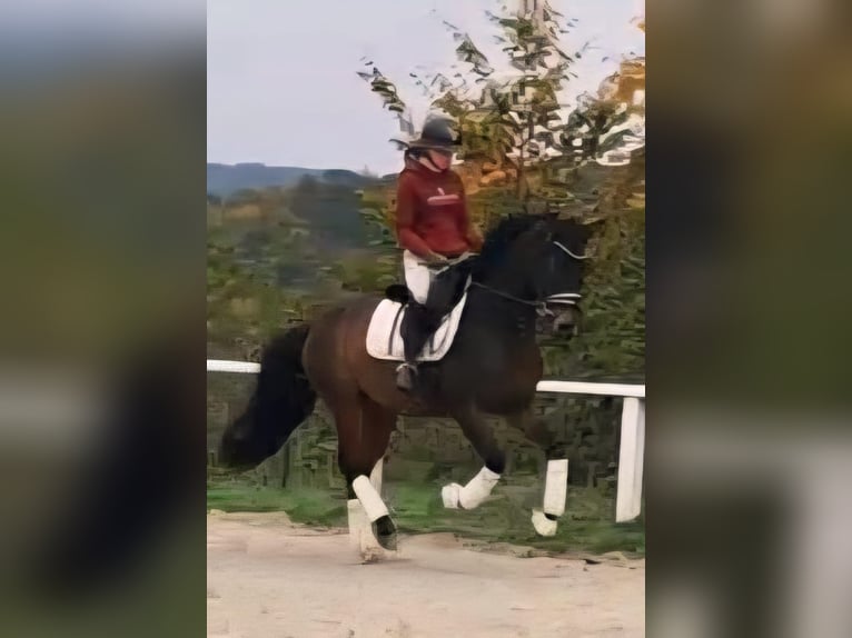 Westphalian Gelding 4 years 16 hh Bay-Dark in Much Westphalian Gelding 4 years 16 hh Bay-Dark in Much