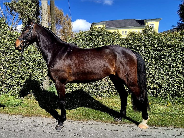 Westphalian Gelding 4 years 16 hh Bay-Dark in Dortmund