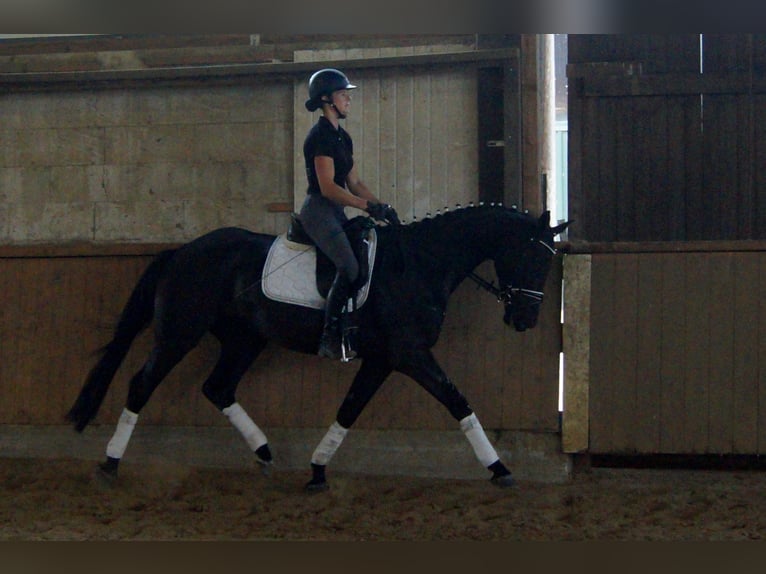 Westphalian Gelding 4 years 16 hh Black in Iserlohn