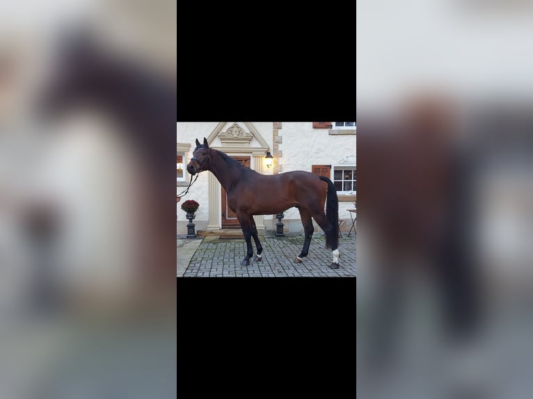 Westphalian Gelding 4 years 16 hh Brown in Schöppingen