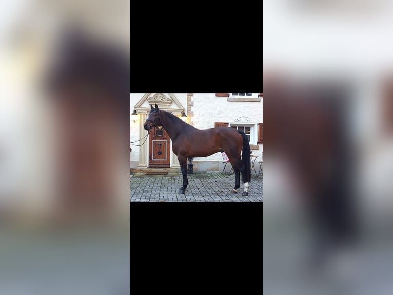 Westphalian Gelding 4 years 16 hh Brown in Schöppingen