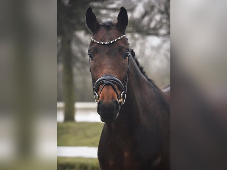 Westphalian Gelding 4 years 16 hh Brown in Dorsten