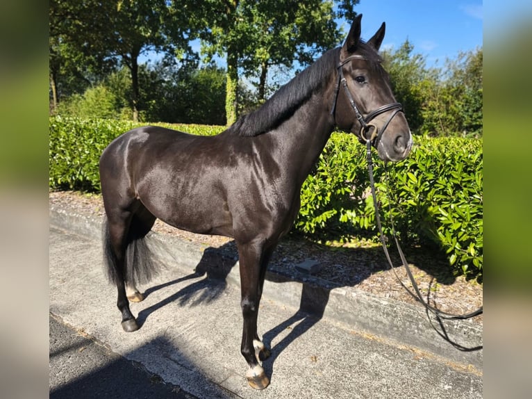 Westphalian Gelding 4 years 16 hh Brown in Legden