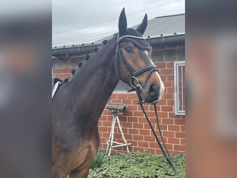Westphalian Gelding 4 years 16 hh Brown in Löhne