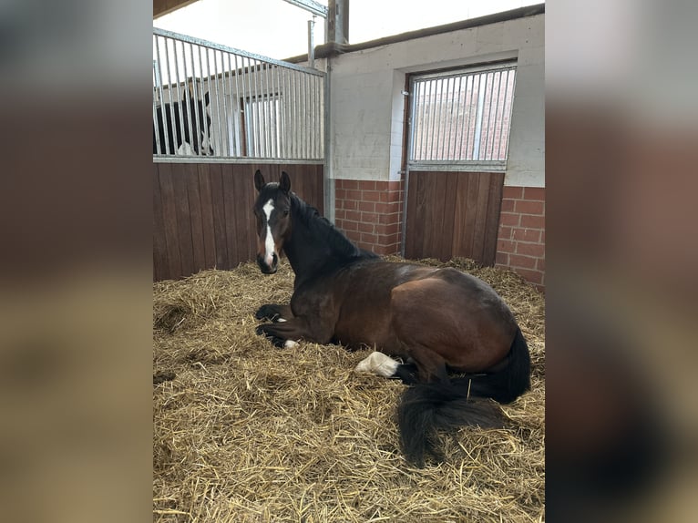 Westphalian Gelding 4 years 16 hh Brown in Löhne