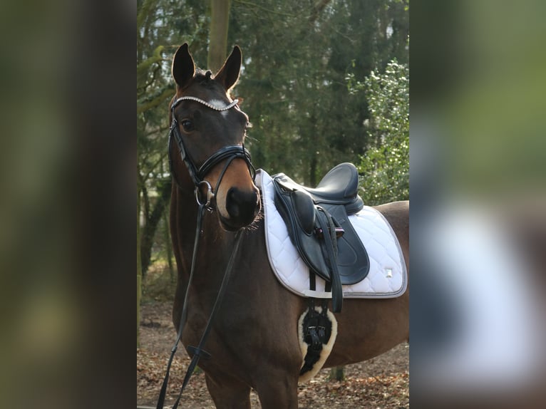 Westphalian Gelding 4 years 16 hh Brown in Fürstenau