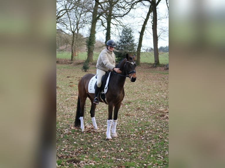 Westphalian Gelding 4 years 16 hh Brown in Fürstenau