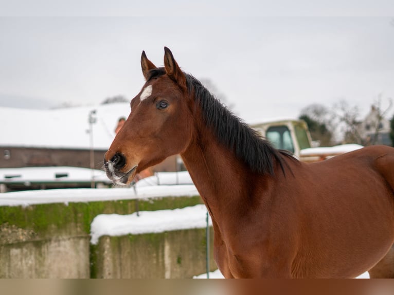 Westphalian Gelding 4 years 16 hh Brown in Uedem
