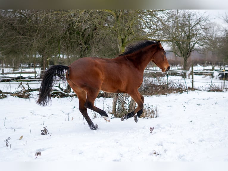 Westphalian Gelding 4 years 16 hh Brown in Uedem