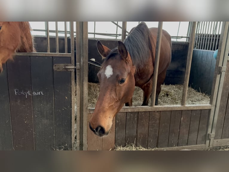 Westphalian Gelding 4 years 16 hh Brown in Uedem