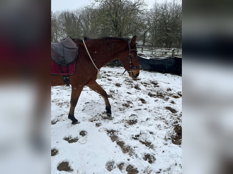Westphalian Gelding 4 years 16 hh Brown in Uedem
