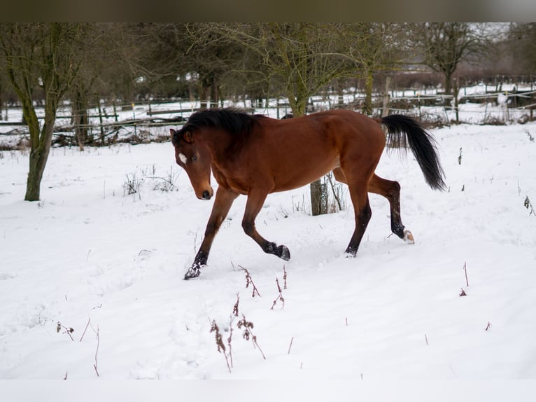 Westphalian Gelding 4 years 16 hh Brown in Uedem