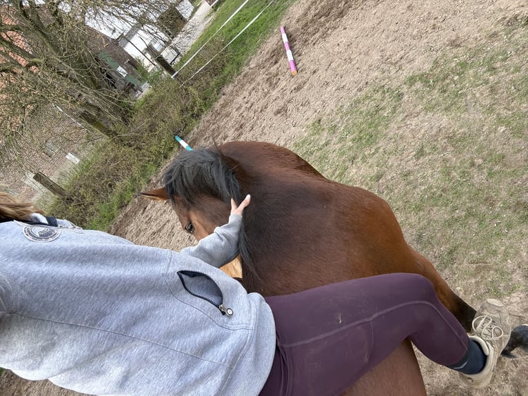 Westphalian Gelding 4 years 16 hh Brown in Uedem