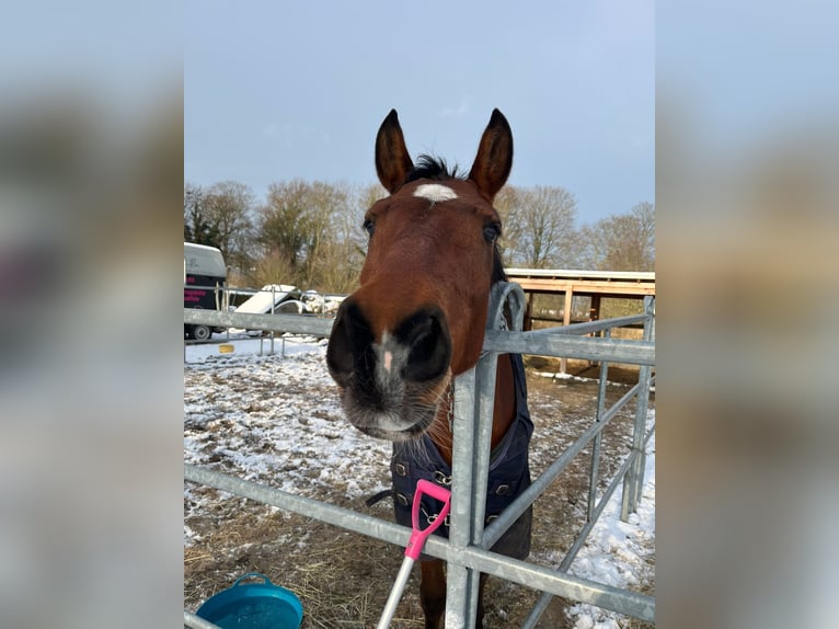 Westphalian Gelding 4 years 16 hh Brown in Uedem