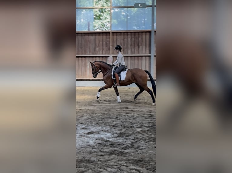 Westphalian Gelding 4 years 16 hh Brown in Wesel