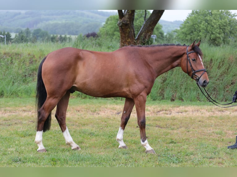 Westphalian Gelding 4 years 16 hh Brown in Neuenrade