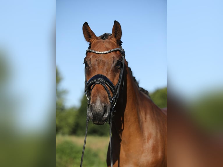 Westphalian Gelding 4 years 16 hh Brown in Altenstadt