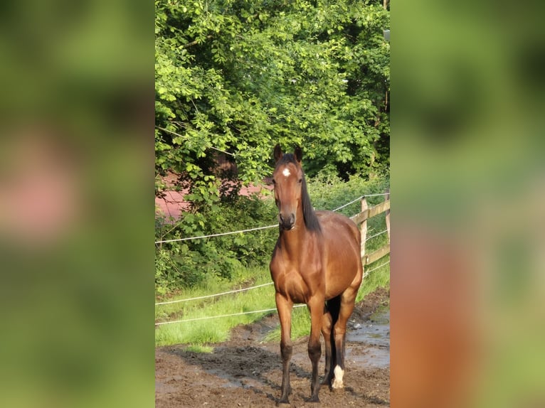 Westphalian Gelding 4 years 16 hh Brown in Gummersbach