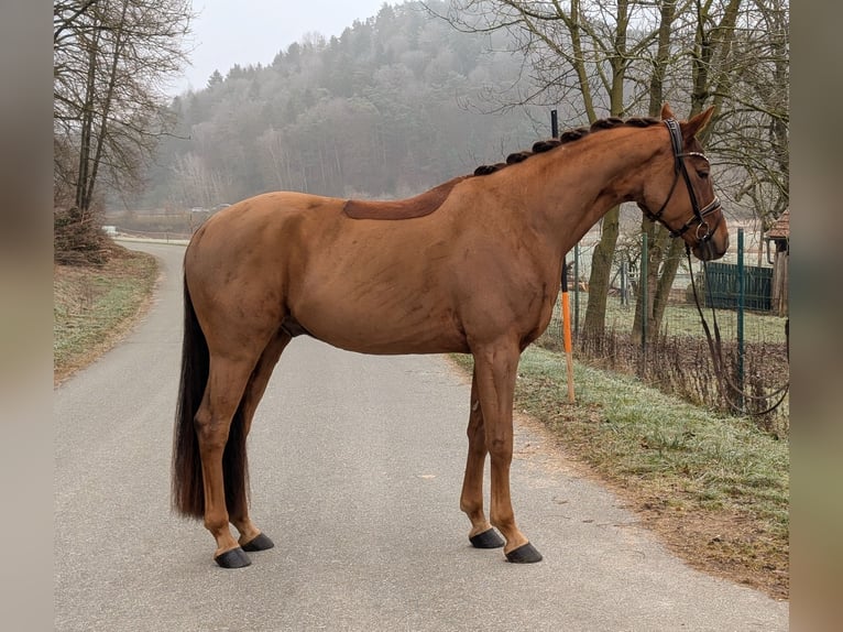 Westphalian Gelding 4 years 16 hh Chestnut in Plech