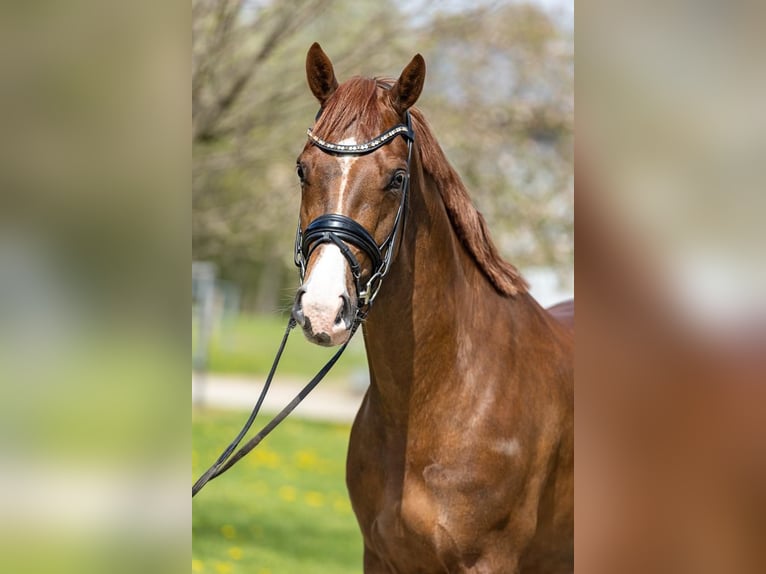 Westphalian Gelding 4 years 16 hh Chestnut in Dorsten