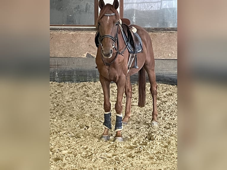 Westphalian Gelding 4 years 16 hh Chestnut-Red in Versmold