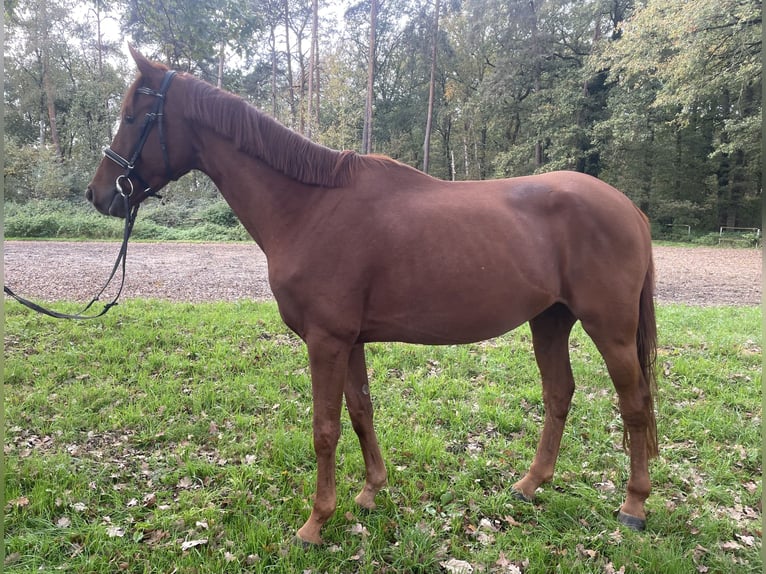 Westphalian Gelding 4 years 16 hh Chestnut-Red in Versmold