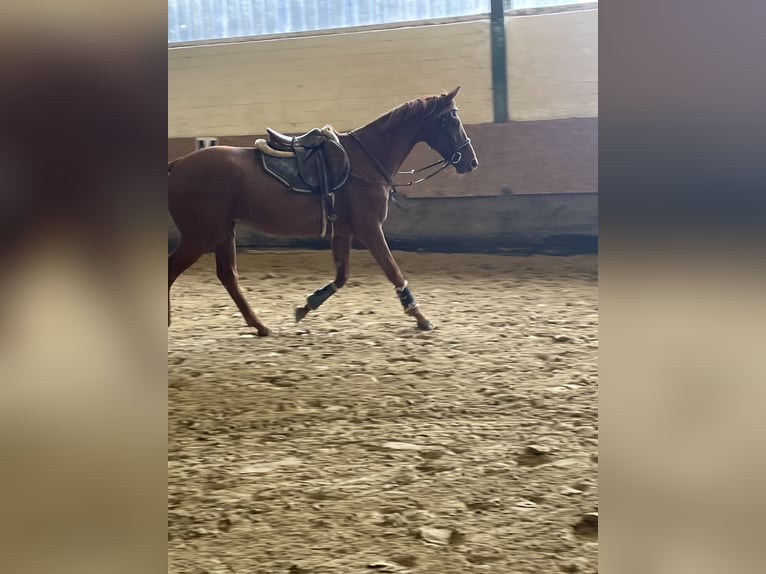 Westphalian Gelding 4 years 16 hh Chestnut-Red in Versmold